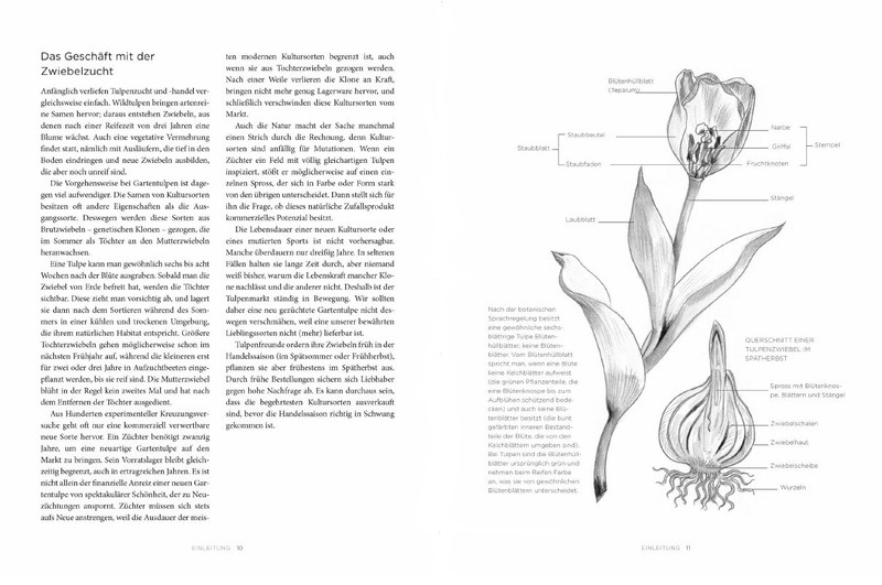 Artikelbild des Artikels “Tulpen “