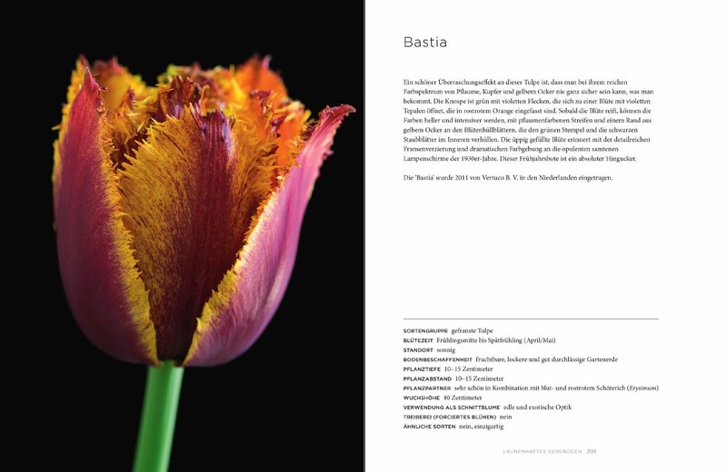 Artikelbild 5 des Artikels “Tulpen “