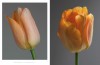 Artikelbild 6 des Artikels “Tulpen “