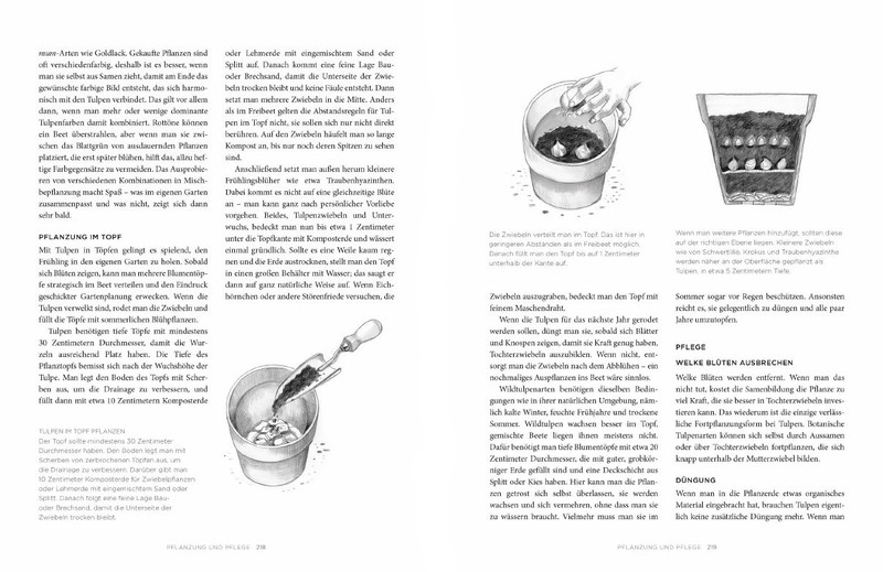 Artikelbild 10 des Artikels “Tulpen “