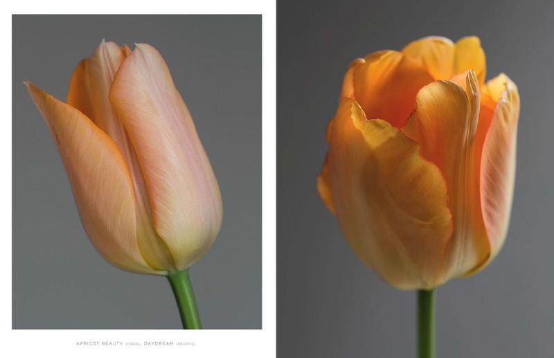 Artikelbild 6 des Artikels “Tulpen “