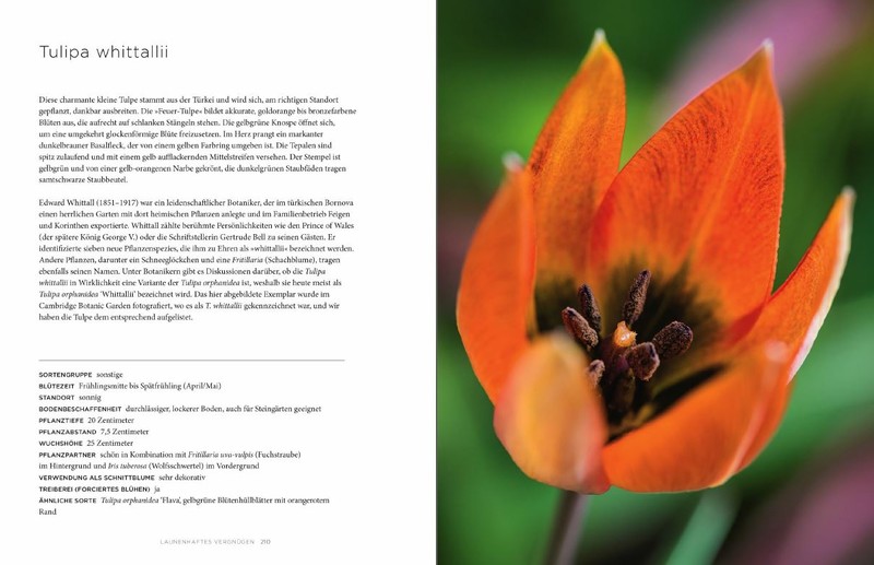 Artikelbild 7 des Artikels “Tulpen “